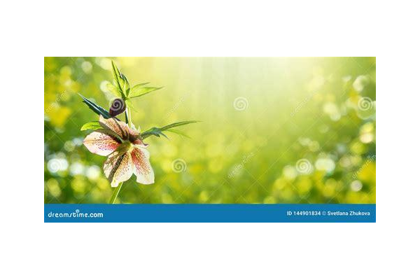 实用引流方法小技巧大揭秘，轻松吸引流量不再难！